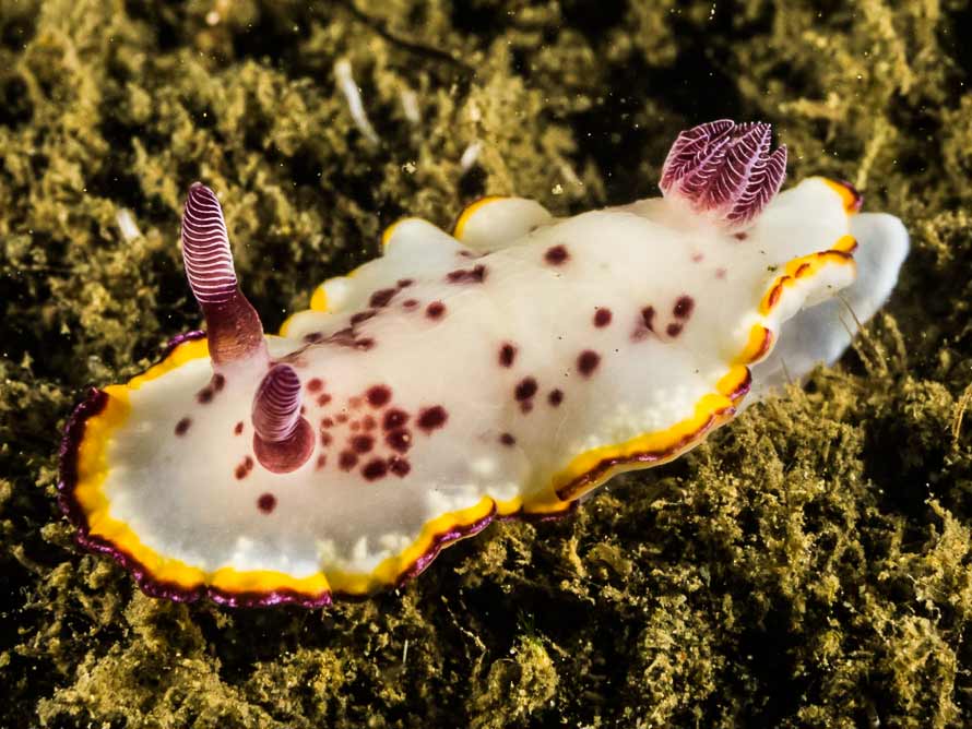 Goniobranchus sp. 27